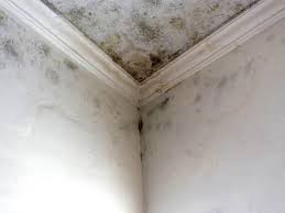 Best Real Estate Mold Inspection in Mccordsville, IN