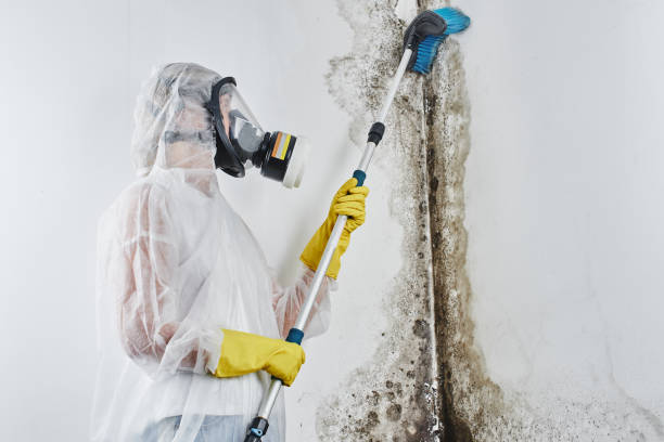 Why You Should Choose Our Mold Remediation Services in Mccordsville, IN